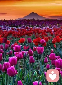 花开一季，人活一世，懂得给心灵减负，以乐观的心态看待世事变迁，才不负这短暂绚烂的一生。配图