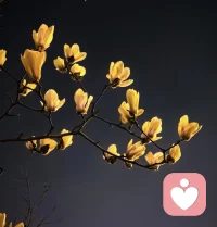 夜玉兰！美！美！美！