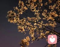 夜玉兰！美！美！美！