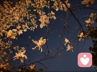 夜玉兰！美！美！美！