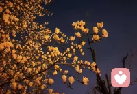 夜玉兰！美！美！美！