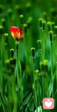 尊重差异，倾听内心的旋律，奏响属于自己的乐章。配图