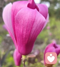 早安！天上云卷云舒皆是自然意趣，庭前花开花落总含生活深情。配图