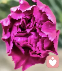 牡丹是春天的浓墨
 清茶是日子的淡写
                  早安