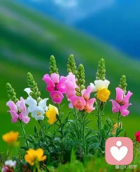 心理健康不是山顶一个需要奋力攀登，最终抵达并永久驻留的地方。它更像一片海，有时平静如镜，有时波涛汹涌。心理健康的人，不是没有风暴的人，而是懂得在风暴中依然航行的人。配图