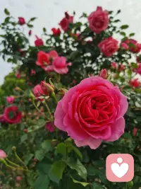 与情绪相处的三个练习
如果你也常常觉得心里堵，可以试试这几个方法：

1。给情绪起个临时名字
不需要精准，可以叫它那个闷闷的东
西，也可以叫它胸口的小石头。命名的过程本身，就是在拉近你和它的距离。2。把情绪画出来或写出来
不用有艺术天赋，画个圈，涂个颜色都行。或者拿张纸，写我现在感觉......然后不要停，连续写五分钟。你会发现，写着写着，那团模糊的东西开始有了轮廓。3。问它三个问题
。你是什么时候来的?。你想告诉我什么?。你需要我做什么?
这些问题不是在分析情绪，而是在陪伴情绪。有时候，情绪需要的不是解决方案，而是一个愿意听它说话的人。配图