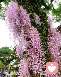 心理咨询不是给你答案的魔术，也不是只有严重才需要的治疗。它更像是一段特殊的旅途，你带上自己所有的迷茫，痛苦，矛盾，而咨询师是那个提着灯，陪你一起走进你内心森林的人。他不会替你赶走黑暗，而是教你辨认脚下的路，让你看见那些被你遗忘的角落，那里或许埋着你的力量，或许藏着解开你生命困惑的钥匙。配图