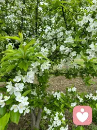 为什么我们越抵抗越痛苦?
心理学家发现一个悖论：当你试图压抑一个想法或情绪时，它反而会变得更强。这就是白熊效应现在请你不要想一只白熊。你脑子里出现的是什么?
当你告诉自己我不应该难过我必须振作起来时，你其实是在否定自己的真实感受。这种否定不仅消耗巨大的心理能量，还会让你在原有的痛苦之上叠加一层我为什么这么没用的羞耻感。
于是你陷入双重痛苦：原本的情绪，加上对情绪的情绪。配图