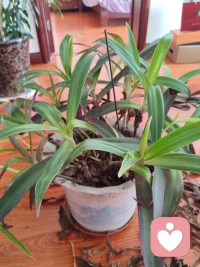 这颗即将凋零又发出新芽的花，叫万年青。就像我们自己，在万般无奈和绝望的同时，又增生那么一点点求生的欲望！希望之火可以燎原！我们都会好起来的配图