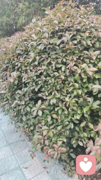 情绪就像天气，有晴有雨，不必苛责自己。学会和自己的情绪和解，风来听风，雨来听雨，人生百味，随意就好。