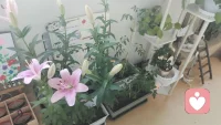 心软是病，深情致命。
宝子往后余生，学会冷淡一点，理智一点。
不再轻易将就，不再盲目付出。
                                              ——波姐倾听一直在你身边