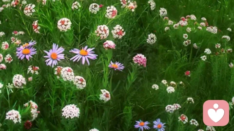 真正的强大不是对抗，而是允许发生