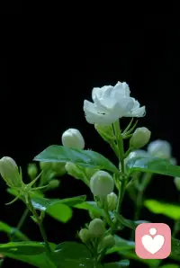 当你不再焦虑，这世界便开满了花。配图