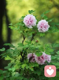 人心本是云边月，聚散原如陌上尘。