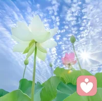 活在自己的节奏里
不慌不忙
别人的剧本再精彩
我也懒得客串配图