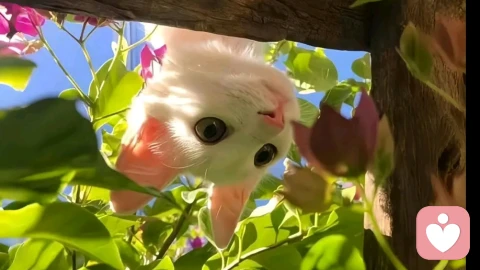 什么是空船效应