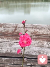 一切烦恼皆来自于你的纠结和内耗 ！配图