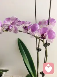 我养的蝴蝶兰🌸配图