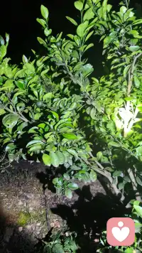 微风掠过, 树叶在月光中轻盈地摇曳, 宛如在诉说秘密。配图