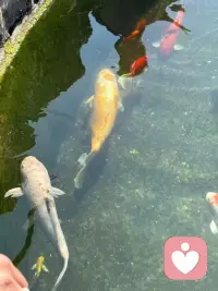 听说对着锦鲤许愿很灵，那我就许个……配图