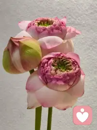 夏日炎炎
好运莲莲～