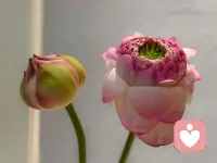 夏日炎炎
好运莲莲～