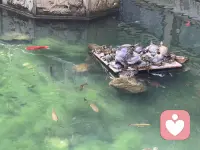 踏入清净地，拂去尘世忧，聆听内心深处的回响。配图