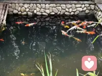 水面碎金闪烁，鱼儿像会游动的彩虹，美到窒息！