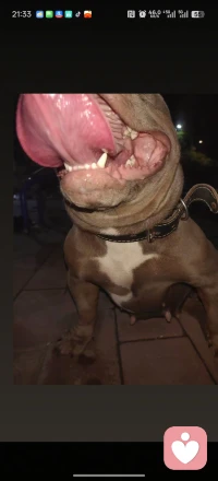 我和我的小狗配图