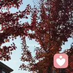 安心倾听的头像