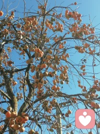 人最累的，从来都不是身体，而是堵在心口的那些情绪，心通了，柿柿如意就开始了。配图