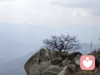 淡雅分享:节奏不是控制一切，而是接纳一切。不必逼自己事事完美，只要每天比昨天多走一步、多懂一点、多开心一点，就是最好的节奏。慢慢来，你走的每一步，都算数；你守的每一分从容，都能开出花。