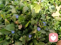 初春里的小惊喜…配图