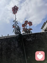 安静倾听，温柔陪伴。愿你被理解，被看见，被好好接住。配图