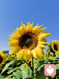 不用逞强，不用伪装。在这里，你可以放心倾诉，我会认真倾听，陪你慢慢治愈。配图