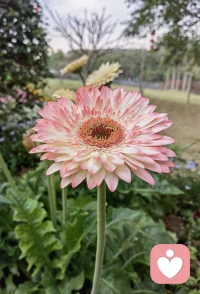 清晨的阳光温柔又明亮，新的一天，带着我的真诚  与你共情☀️配图