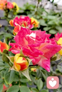 在这个快节奏的时代， 慢下来，做一个温柔的普通人，也是一种勇气。配图