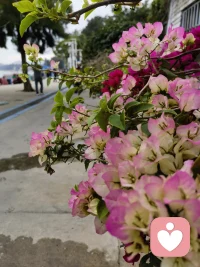 即使世界偶尔薄凉，内心也要繁花似锦。配图