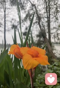 拥抱内心的情绪，不评判每一个念头。看见自己的脆弱，也是一种勇敢。慢慢来，心会在觉察里，慢慢安稳、舒展。🌿配图