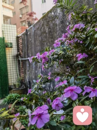 ￼
        清晨有微风，人间有暖意，愿你日日皆安康。