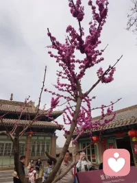 春暖花开，希望一切如你所愿！配图