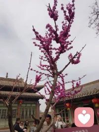 我是一名倾听师，在这里你很安全，这里没有评判没有否定，能接纳你所有情绪，给你最温柔的陪伴与倾听所有看似异常、难以理解的行为，背后都藏着一份未被看见的痛苦。

有人暴躁易怒，或许是在对抗长久的压抑；有人沉默退缩，可能是在保护脆弱的自己；有人偏执极端，往往是找不到更好的方式自救。

没有谁会无缘无故变得“奇怪”，那些不合常理的举动，都是内心在呼救。作为倾听者，我始终相信：多一份看见，少一份评判；多一点共情，少一点指责。温柔与理解，才是治愈痛苦最柔软的力量。配图