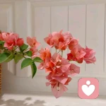 南拥夏栀的头像