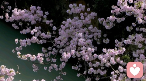 接住所有脆弱，治愈每一份不安