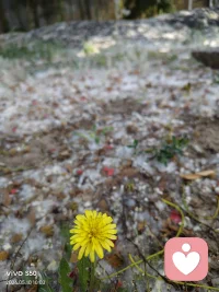 今日金句：
破山中贼易，破心中贼难。
外在的风波坎坷，都容易跨过；
真正难降服的，是心底那些
“我不配”“我命不好”“赚钱太难”“不值得被爱”的杂念与执念。配图