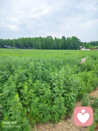 无畏无惧面对生命中的一切发生，没有什么好怕的，一切都只是我们自己的选择，我们自己的体验。配图