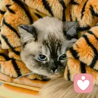 🔥 火象星座（白羊、狮子、射手）

1. 白羊座：热烈不减，锋芒更盛，今年主打精准出击，看中的机会绝不失手。

2. 狮子座：舞台已就位，聚光灯随你走，不管是职场C位还是财富自由，都由你说了算。

3. 射手座：马年宜驰骋，去闯去拼，你的自由与财富，都在广阔的天地里。

💧 水象星座（巨蟹、天蝎、双鱼）

4. 巨蟹座：温柔是你的铠甲，也是你的武器，懂你的人，会把你宠成生活的主角。

5. 天蝎座：直觉拉满，眼光毒辣，蛰伏已久的能量，今年将化作实打实的回报。

6. 双鱼座：心怀山海，梦皆可成，那些看似虚幻的灵感，终将变现为现实的惊喜。

🌪️ 风象星座（双子、天秤、水瓶）

7. 双子座：左右逢源，技多不压身，你的每一个奇思妙想，都是马年的加分项。

8. 天秤座：权衡之后，皆是坦途，不仅人缘爆棚，更能在取舍间抓住最厚的红利。

9. 水瓶座：不走寻常路，才是你的路，在这个充满变数的年份，你的独特就是最大的优势。

🌍 土象星座（金牛、处女、摩羯）

10. 金牛座：稳字当头，财气自来，耐心布局的每一步，都将迎来翻倍的收获。

11. 处女座：极致即王道，细节里藏着金矿，你的严谨，会帮你过滤掉所有风险。

12. 摩羯座：厚积薄发，一马平川，过往的沉默耕耘，今年终将迎来高光时刻。配图