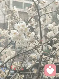 应无所住而生其心
缘起性空
凡所有相，皆是虚妄
不住于相、不住于法、不住于善、不住于空。
2026.3.10，岁首季初，心已跃跃，何以如如。
惘然楚楚，欲涕，为众生相，己相，自怜香惜玉。配图