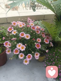 春日，院中小花悄然开放，寻常日子，无风无雨，心头却忽有故人掠过。此去经年，原以为往事已随流年淡去，不料一念起，仍是旧时风月。 
人生如逆旅，我亦是行人。不必强求相忘，不必执念过往。
那些曾入心的人与事，终会化作岁月里一行轻诗，不扰不惊，只在某个不经意的瞬间，淡淡想起。向来缘浅，奈何情深，已然过往，何必再问。
且将心事付清风，任它随云散。往后，只守一窗风月，一卷书香，安于当下，静候花开，慢慢与时光温柔和解。配图