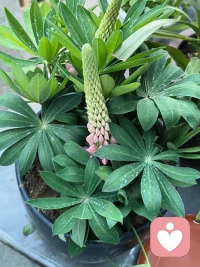 春日，院中小花悄然开放，寻常日子，无风无雨，心头却忽有故人掠过。此去经年，原以为往事已随流年淡去，不料一念起，仍是旧时风月。 
人生如逆旅，我亦是行人。不必强求相忘，不必执念过往。
那些曾入心的人与事，终会化作岁月里一行轻诗，不扰不惊，只在某个不经意的瞬间，淡淡想起。向来缘浅，奈何情深，已然过往，何必再问。
且将心事付清风，任它随云散。往后，只守一窗风月，一卷书香，安于当下，静候花开，慢慢与时光温柔和解。配图